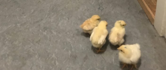 slide – MU kyllinger