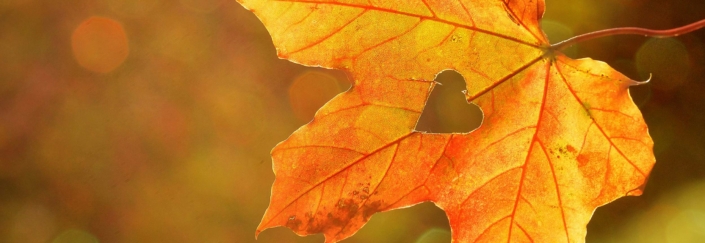 efteraar2020_forside