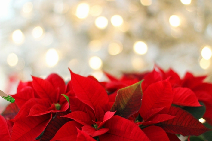 poinsettia-3024434_1920