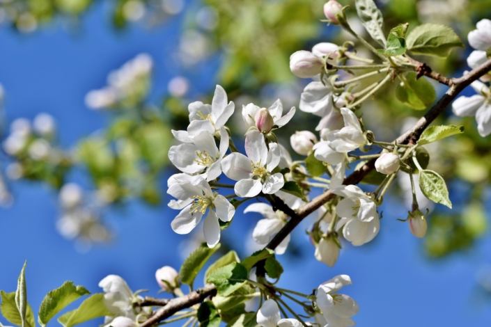 apple-blossoms-4181235_1920