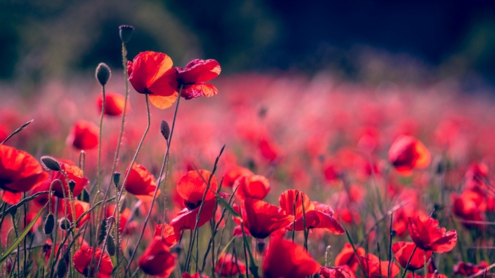 poppies-3374193_1920