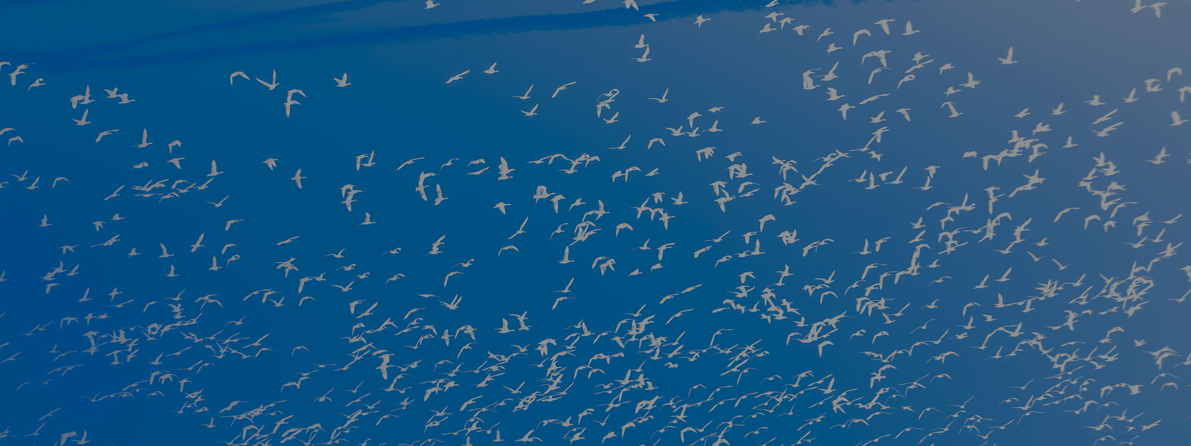 indvandrer-udvandrer