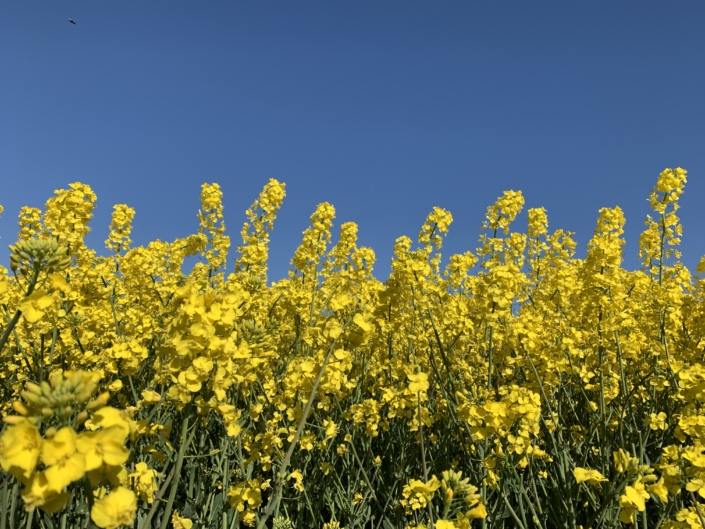 Raps marker – blå himmel